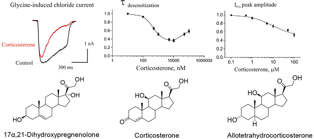 Corticosteroids as Selective and Effective Modulators of Glycine Receptors